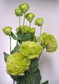 Eustoma Double Yae Kikoushi